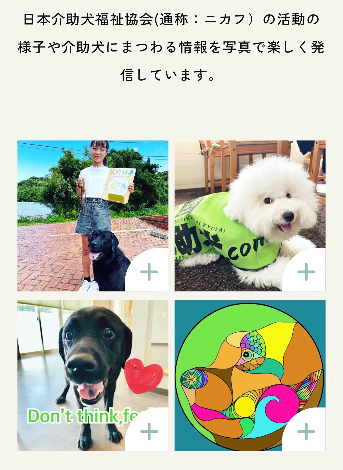フォトアルバムページができました！介助犬、訓練犬の日常などの様子を発信していきます！